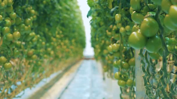 Verse tomaten op planten, close-up. — Stockvideo