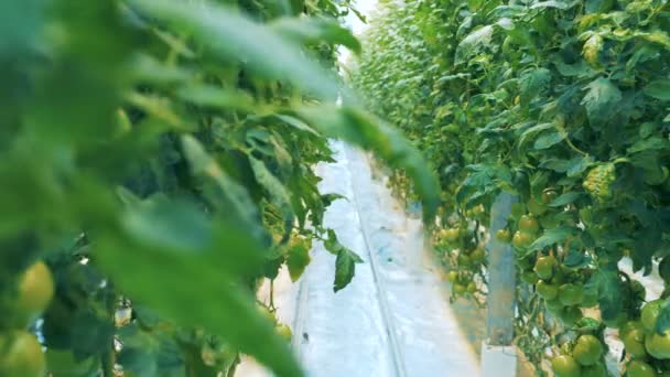 Tomaten groeien in rijen, close-up. — Stockvideo