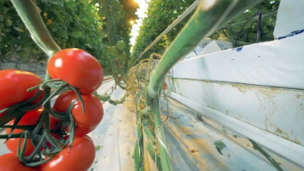 Tomates rouges sur une branche, gros plan . — Video