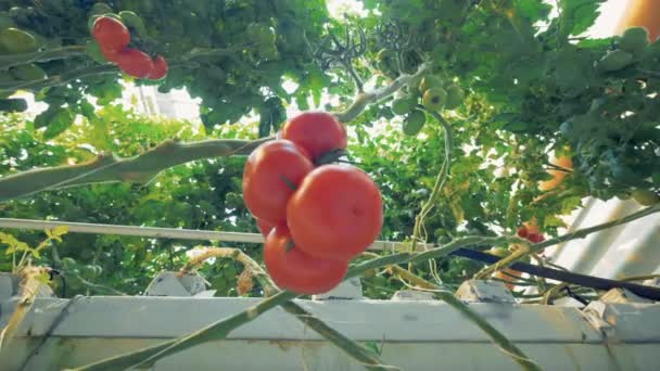 Stora växter av tomat, underifrån. — Stockvideo
