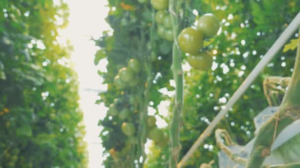 Rode tomaten op een lichte achtergrond, close-up. — Stockvideo