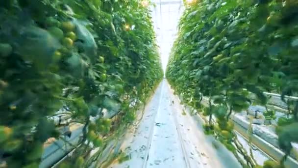 Molte file di pomodori in una fattoria . — Video Stock
