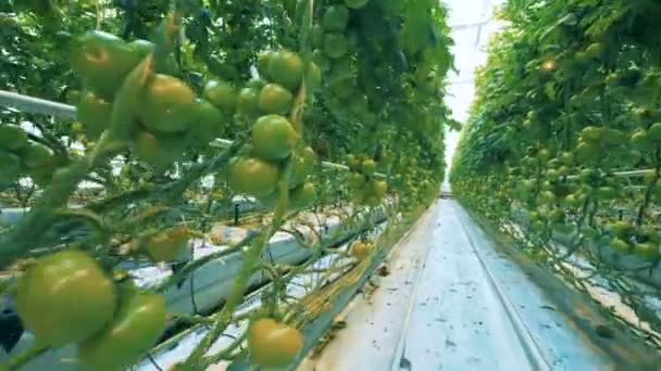 Grote kas met tomatenplanten. — Stockvideo