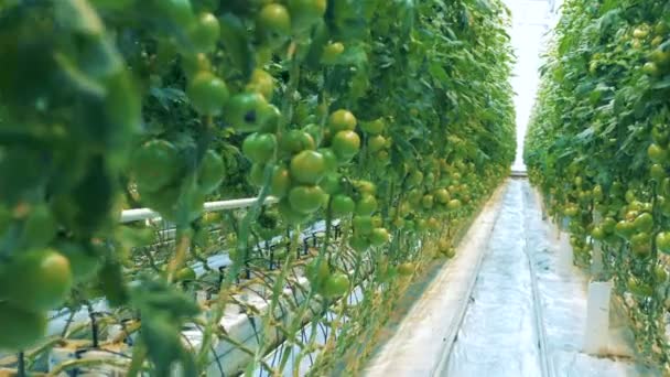 Tomato Plants Big Greenhouse Growing Special Equipment — Stock Video