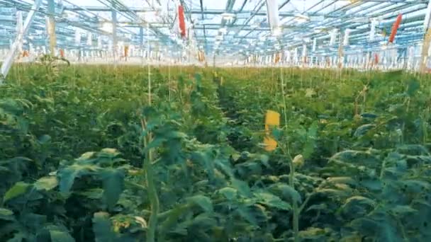 つの温室で育つ植物がたくさん — ストック動画