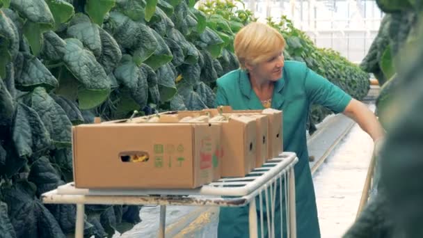 Egy nő összegyűjti uborka egy gazdaságban. — Stock videók