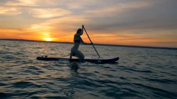 Hermosa dama delgada está remando en un tablero a través de aguas abiertas — Vídeo de stock