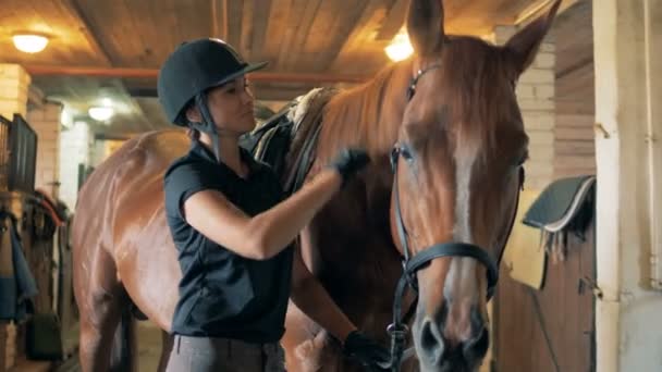 Una donna a cavallo si prende cura di un cavallo, da vicino . — Video Stock