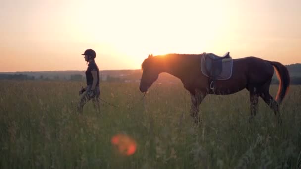 Cavaleiro fêmea leva um cavalo através de um campo, vista lateral . — Vídeo de Stock