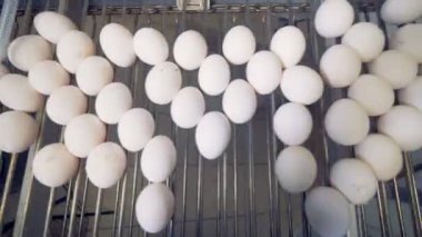 Beyaz yumurta metal taşıyıcı mekanizması tarafından taşınan üstten görünüm