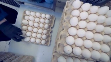 Yumurta karton tabaklarda bir fabrika işçisi tarafından konur. Bir tavuk çiftliğinde taze yumurta kasa.