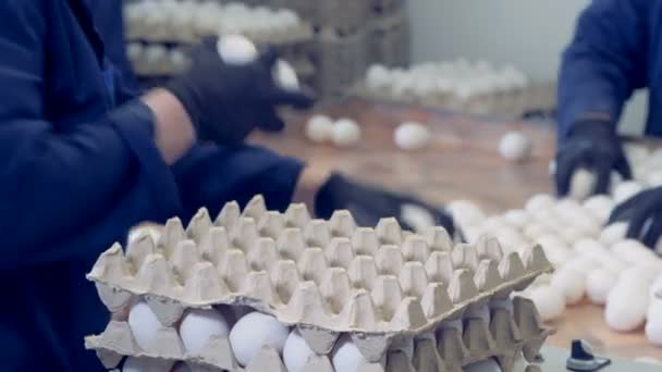 Mitarbeiter einer Geflügelfarm verpacken weiße Eier in Kartonschalen. — Stockvideo