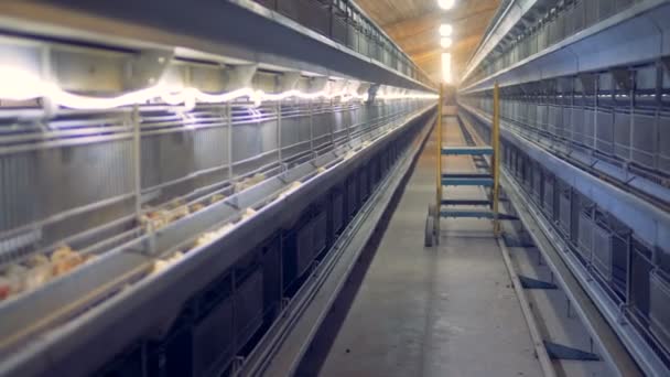 Baby kippen zijn graan pikken in een kippenhok eenheid. Pluimvee interieur. — Stockvideo