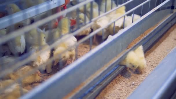 Små kycklingar tjafsa och äta frön. Hönsfarm, fjäderfä. — Stockvideo