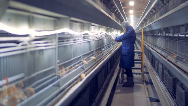 Ženské holubník zaměstnanec v kuřecí farmy, drůbež. — Stock video