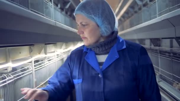 Les jeunes poulets sont examinés par un ouvrier de la volaille . — Video