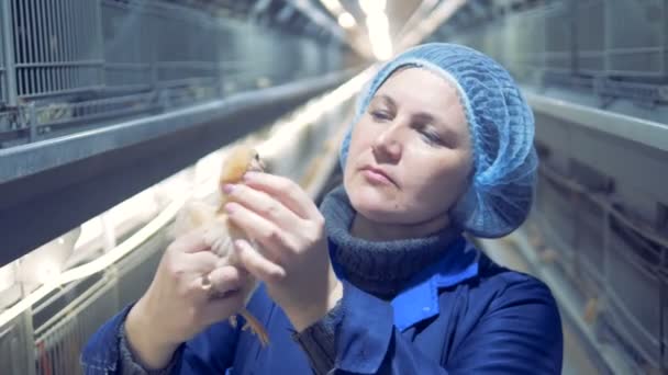 Retrato especialista gallinero femenino . — Vídeo de stock