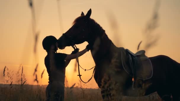 Jinete comprueba un caballo en un campo, vista lateral. El hombre y el amor animal concepto . — Vídeos de Stock