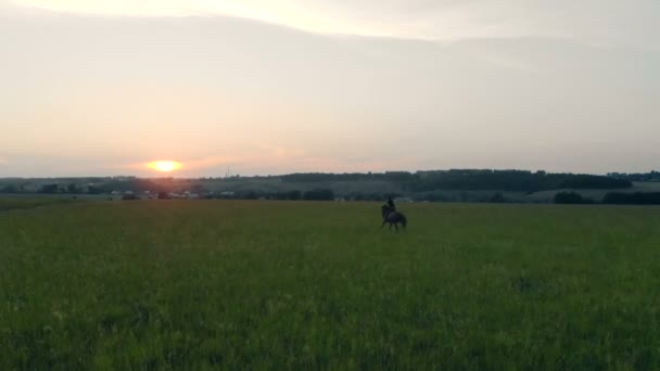 Galloping donna su un cavallo . — Video Stock