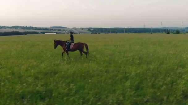 Rider goes at a trot on a horse, top view. — Stock Video