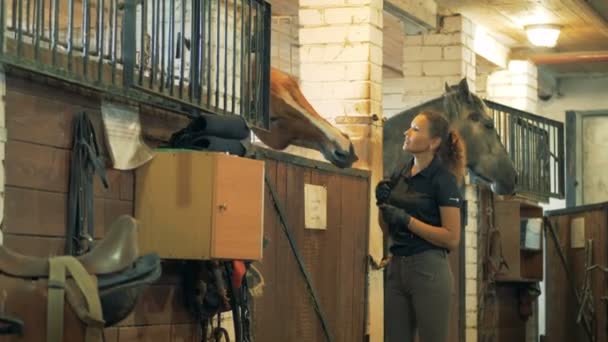 Reiterin lächelt und tätschelt ein braunes Pferd im Stall. — Stockvideo