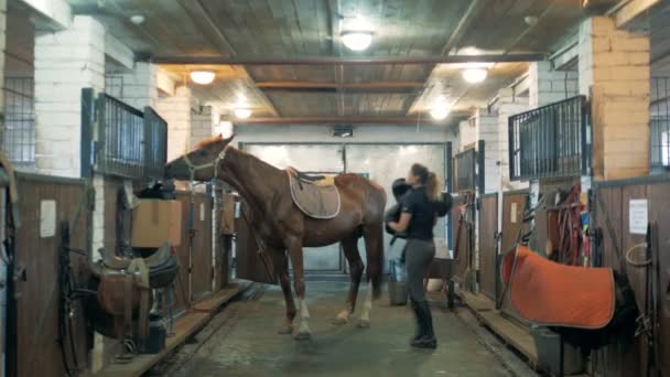 Una Donna Mette Una Sella Speciale Cavallo Prima Cavalcare — Video Stock