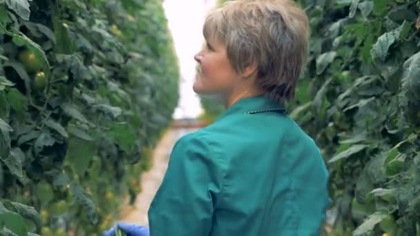 Hojas y tallos defectuosos se recogen de los arbustos de tomate. Concepto agrícola moderno . — Vídeo de stock