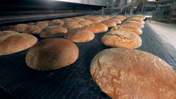 Πολλά καρβέλια ψωμί στο αρτοποιείο, κοντινό πλάνο. — Αρχείο Βίντεο