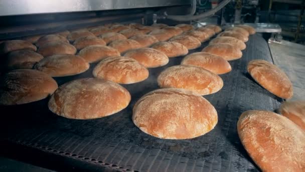 Gekochtes Brot in einer Bäckerei. Pflanzmaschine sprüht Brotlaibe auf Förderband. — Stockvideo