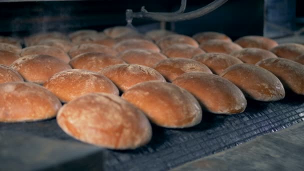 Pani di pane che si muovono su un trasportatore, da vicino . — Video Stock