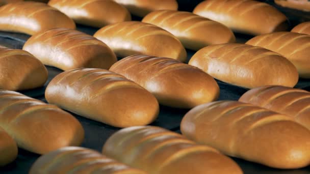 Pan fresco en una planta de panadería. Muchos panes blancos yacían en una bandeja . — Vídeo de stock