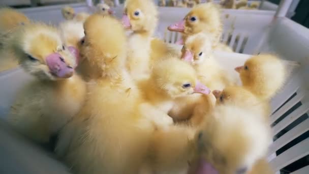 Sarı bebek ducklings bir kümes hayvanları içinde plastik bir kutu içinde bir yığın. — Stok video