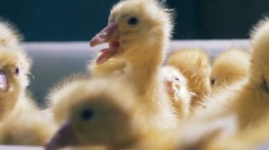 Füssing ve quacking bebek başkanları kadar yakın bir ördek. Tavukçuluk, Tavukçuluk, Tavukçuluk sanayi kavramı.