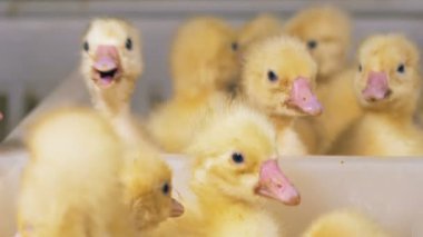 Bir kümes hayvanları kapsayıcısında birçok küçük ördek yavrusu. Tavukçuluk, Tavukçuluk Sanayi.