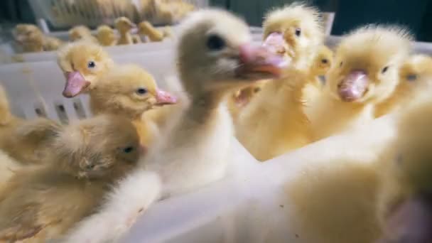 Ankungar är livliga och försöker få från behållaren. Fjäderfä, fjäderfäuppfödning, fjäderfäindustrin. — Stockvideo