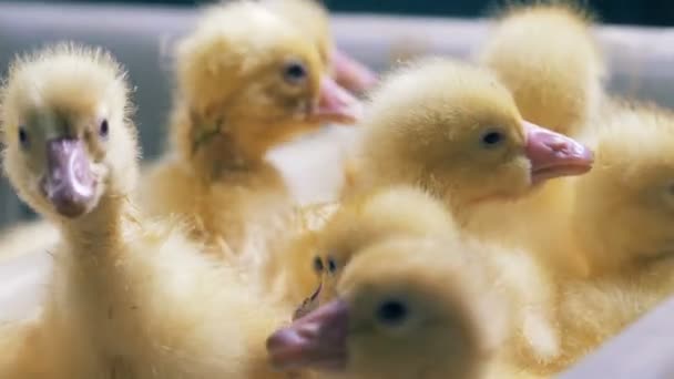 Recently born ducks are squeaking and bustling — Stock Video