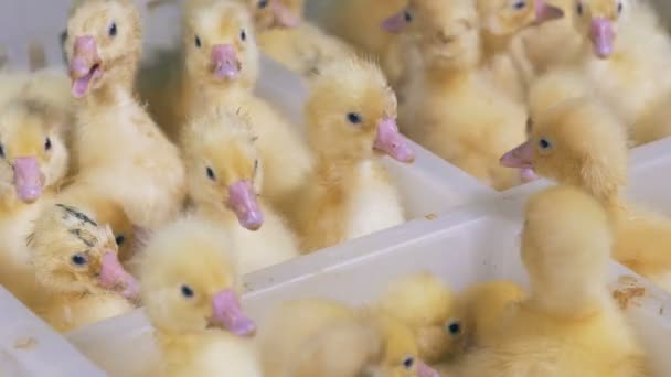 Spousta baby Kachňata uloženy v samostatných sekcích plastový box — Stock video