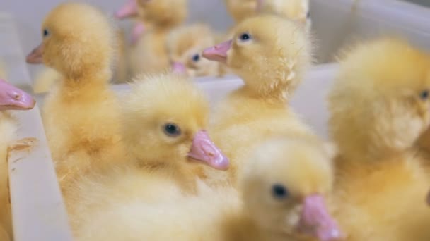 Een paar rustige eendjes bewaard in een container met andere baby eenden — Stockvideo