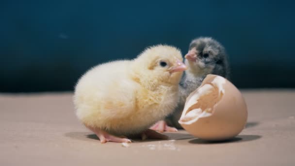Två små kycklingar av olika färg sitter nära trasiga ägg — Stockvideo