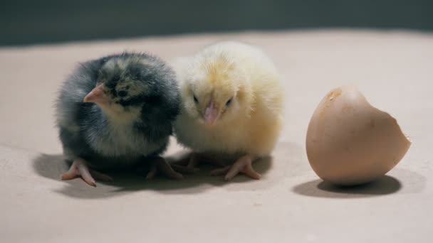 A couple of baby chickens are sitting beside each other and pecking — Stock Video