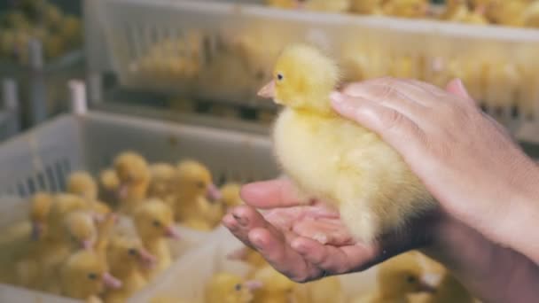 Kippenhok werknemer is een baby eendje aaien — Stockvideo