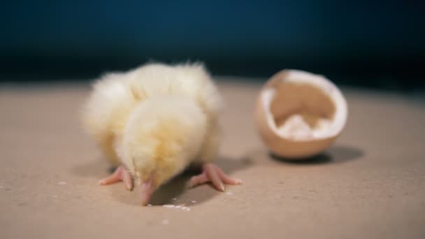 Pollo recién nacido está sentado cerca de cáscara de huevo rota — Vídeo de stock