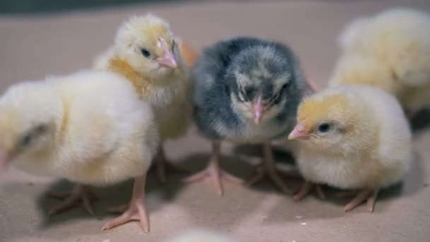 Närbild på små kycklingar av olika färg tjafsa och picka — Stockvideo