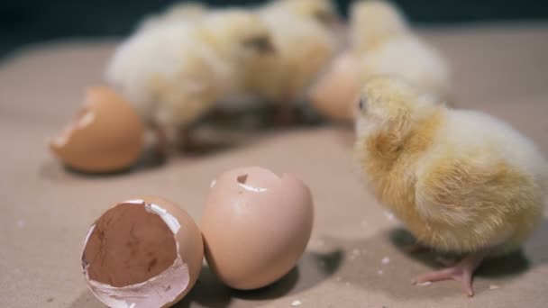 Bebek civcivlerin için yumurta kabuğu parçaları arasında tartışma — Stok video