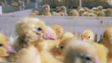 Yeni doğan ördekler bol plastik kutulara kaynıyor. Tavuk çiftliği. Tarım.