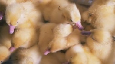 Birçok küçük ördek yavrusu yakından birbirine kaynıyor üstten görünüm