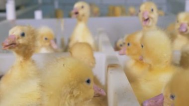 Onlara sarı ördek yavrusu ile plastik kaplarda ayrı sektörler