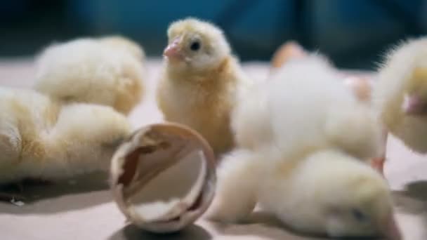 Недавно родившиеся цыплята суетятся вокруг сломанных яичных скорлуп — стоковое видео