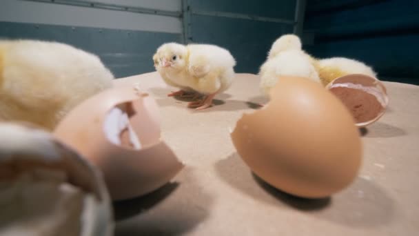 Tables Edge Several Baby Chickens Broken Eggs — Stock Video