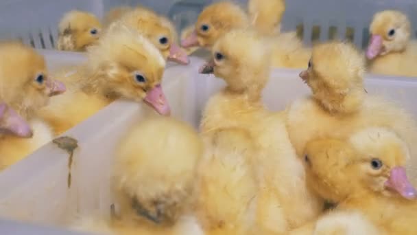 Plein de bébés canards fraîchement éclos qui bouillonnent dans une boîte en plastique. Ferme de poulet. Agriculture . — Video